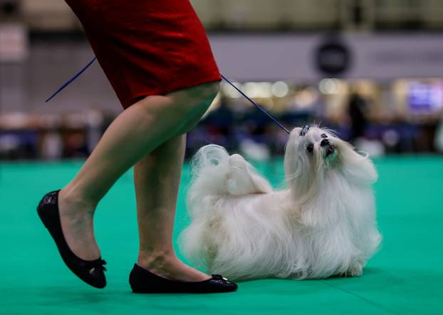A dog owner competes with her Maltese on the first day of the Crufts Dog Show in Birmingham