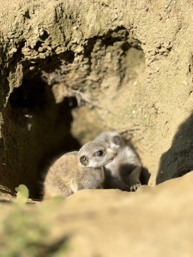 FOTO Tko nam je to stigao? Zoo u Zagrebu ima nove stanovnike: Pogledajte tri slatka merkata