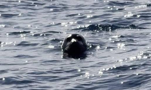 VIDEO Pogledajte divan prizor iz Jadrana: 'Molimo vas, nemojte je uznemiravati, vrlo je rijetka!'