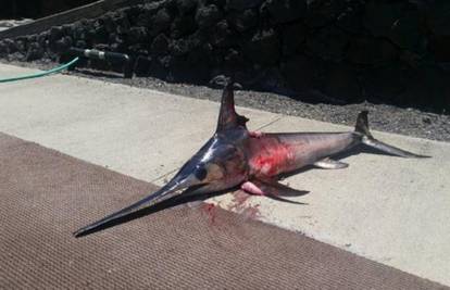 Lovio plijen i poginuo: Opasna sabljarka probola ribiču prsa