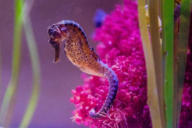 U Pulski aquarium iz Njemačke je stiglo čak 20 morskih konjica