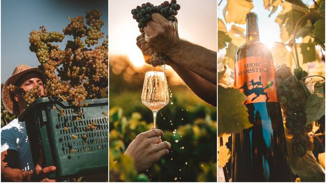 Savršene fotografije berbe kraj Skradina - uživaju sva osjetila