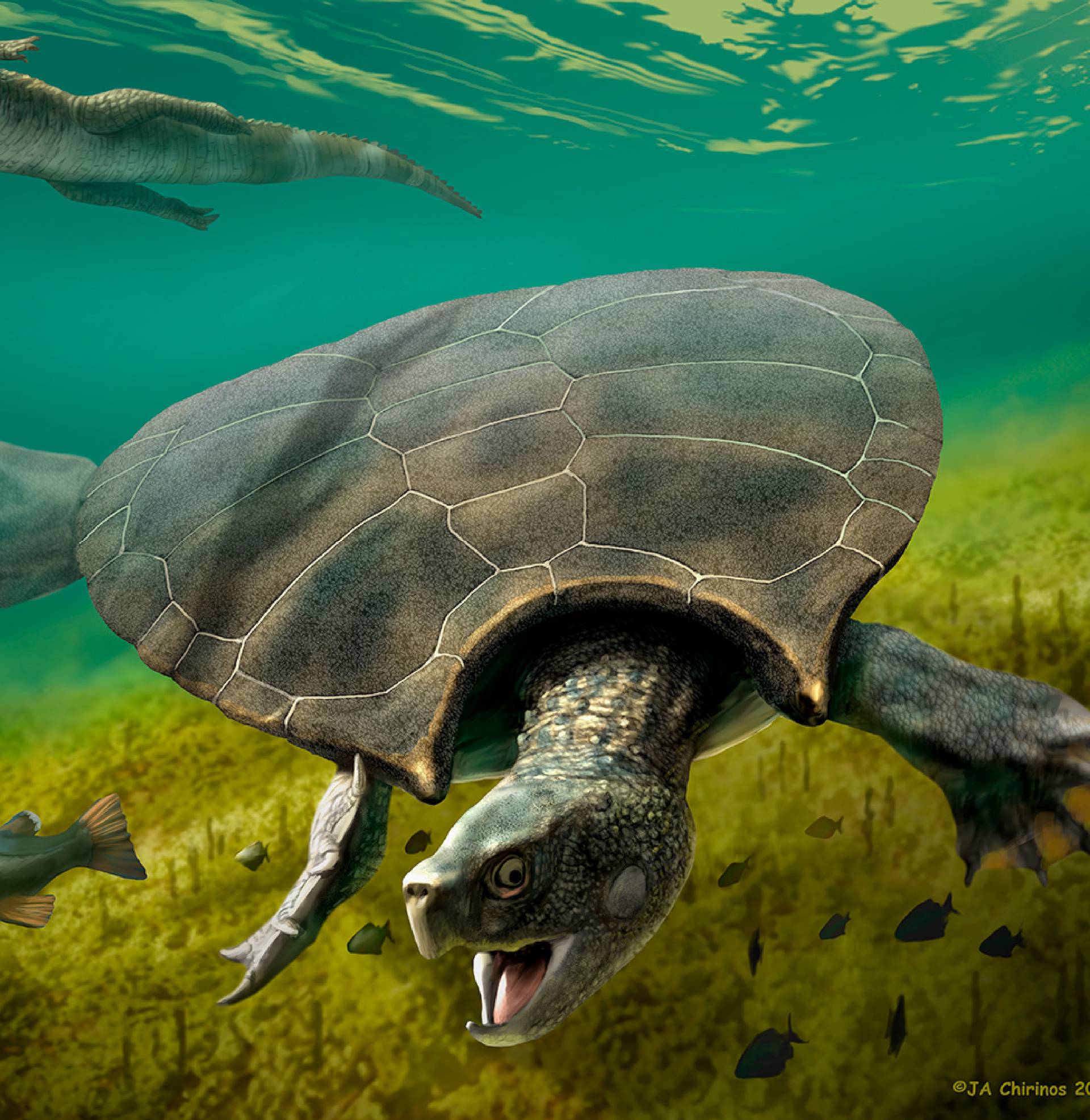 The huge extinct freshwater turtle Stupendemys geographicus, that lived in lakes and rivers in northern South America during the Miocene Epoch, is seen in an illustration