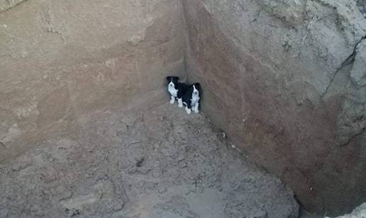 Štenci su upali u veliku rupu kraj Bjelovara, sad traže dom