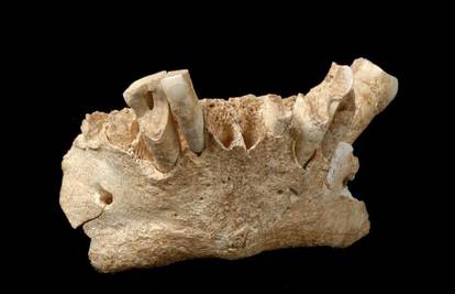 Španjolski znanstvenici otkrili najstariji ljudski fosil