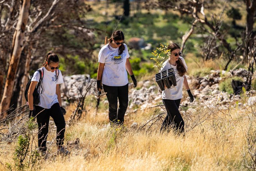 Krenula osma sezona Boranke, nastavljeno pošumljavanje požarišta na Biokovu