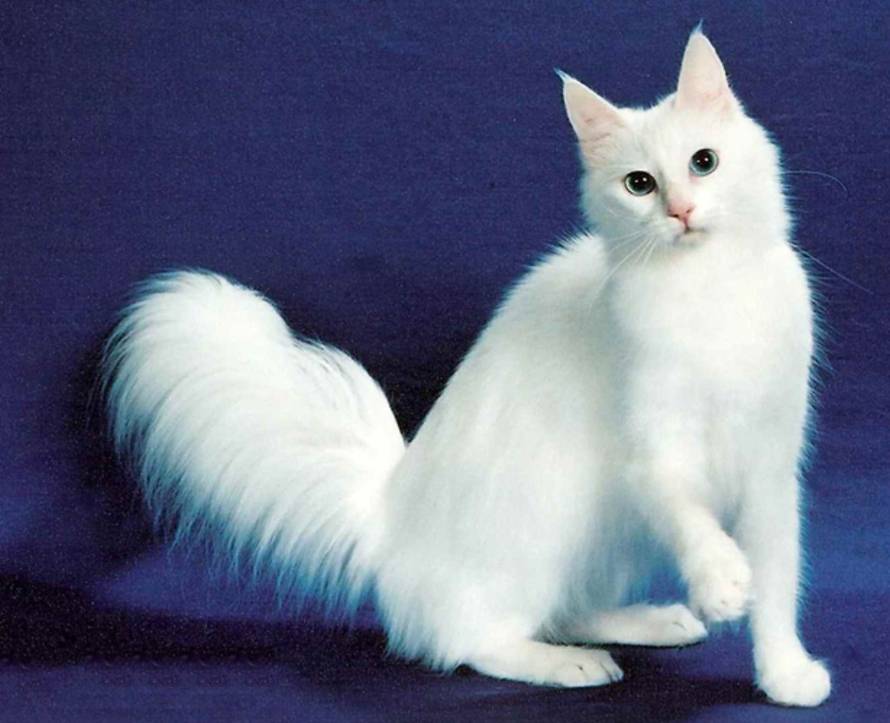 Savez felinoloških društava Hrvatske