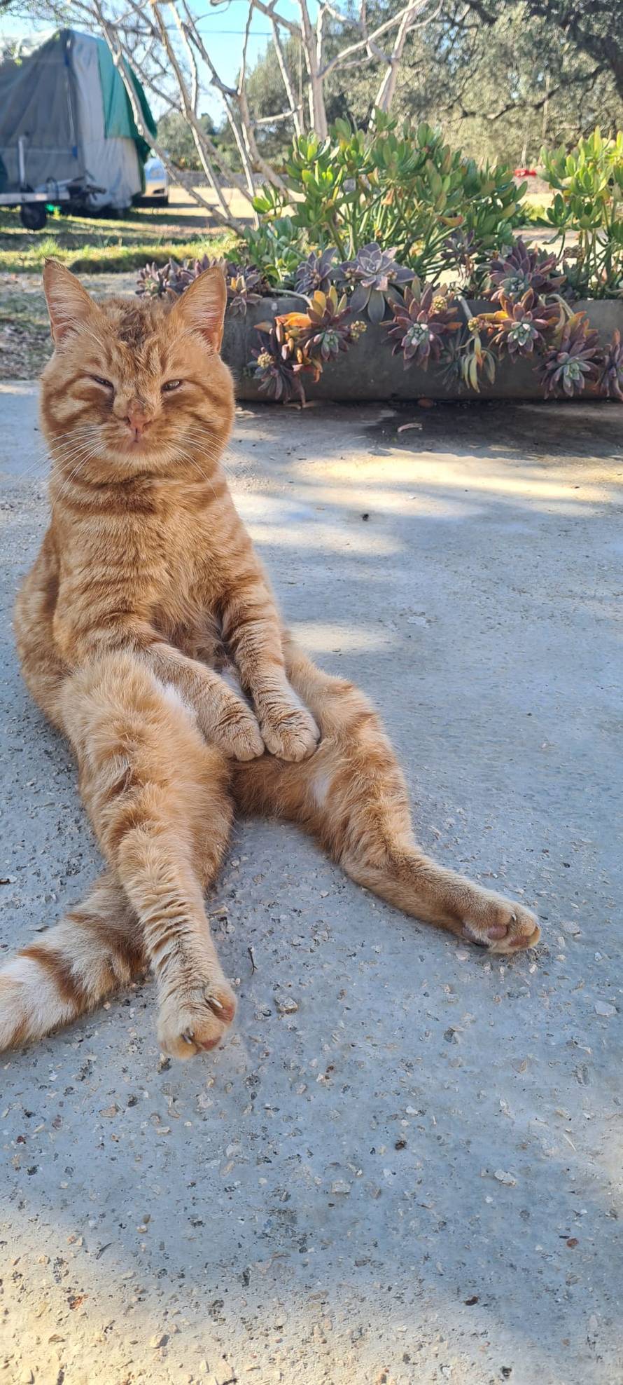 Upoznajte Duju, najpoznatijeg mačka na Korčuli. Sjedi kao čovjek i nikad nije imao curu