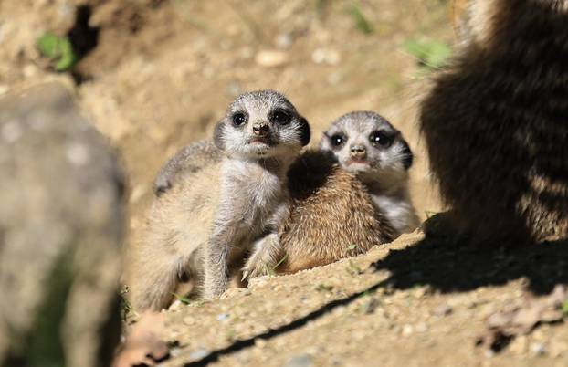 Zagreb: Tri mladunca merkata novi su stanovnici Zoološkog vrta
