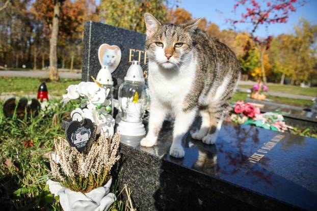 Zagreb: Groblje kućnih ljubimaca u Dumovcu obišao je jedino jedan mačak