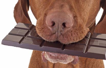 Pripazite da vam se pas ne bi otrovao čokoladom za blagdane