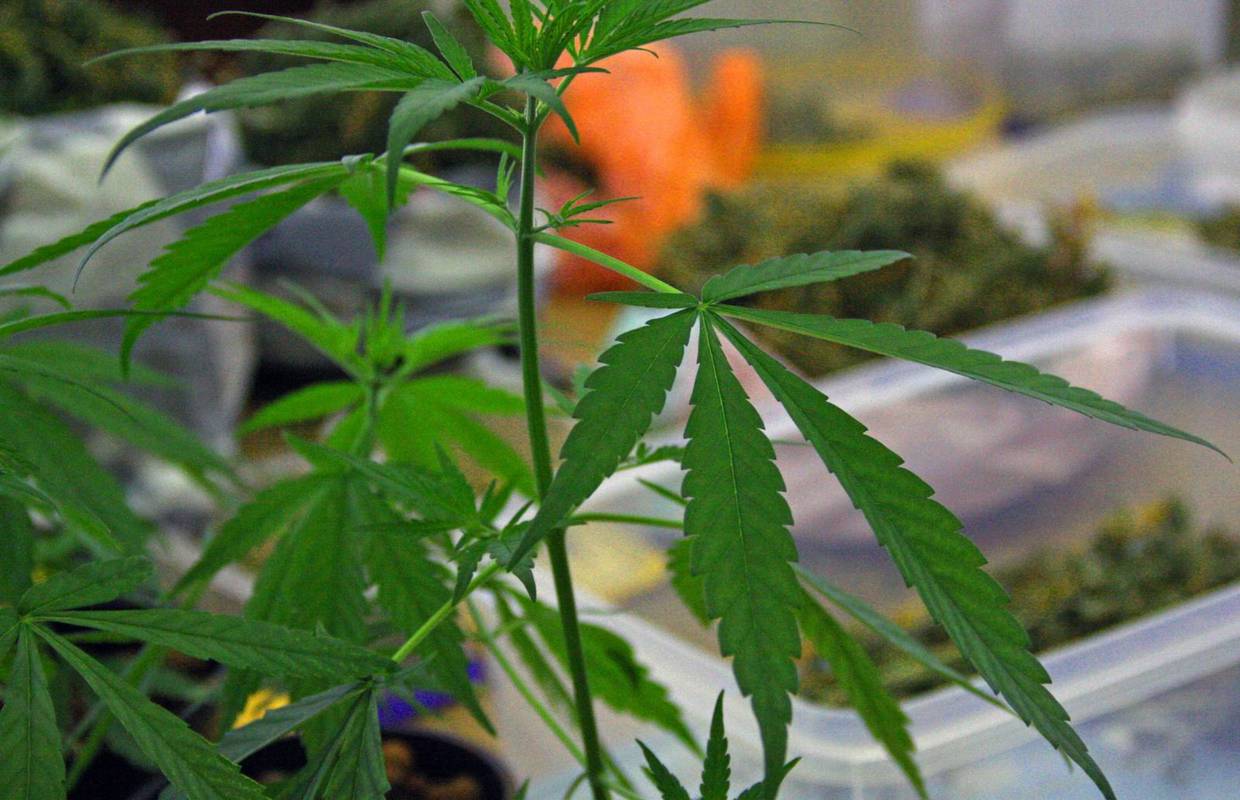 Ulovili triljskog dilera: U stanu pronašli 117 grama marihuane