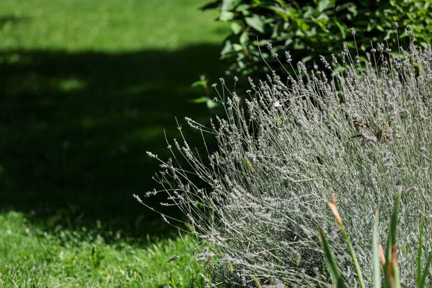 Započela je sezona alergenih biljaka u Zagrebu