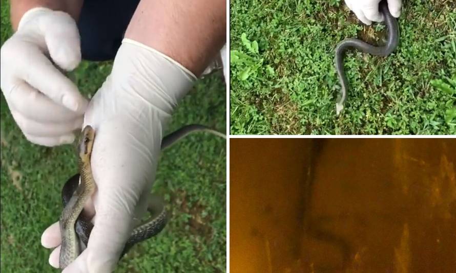 Nered u Markuševcu: Zmija im se zavukla u kuhinjski ormarić, pokušali je uloviti, pa ih napala