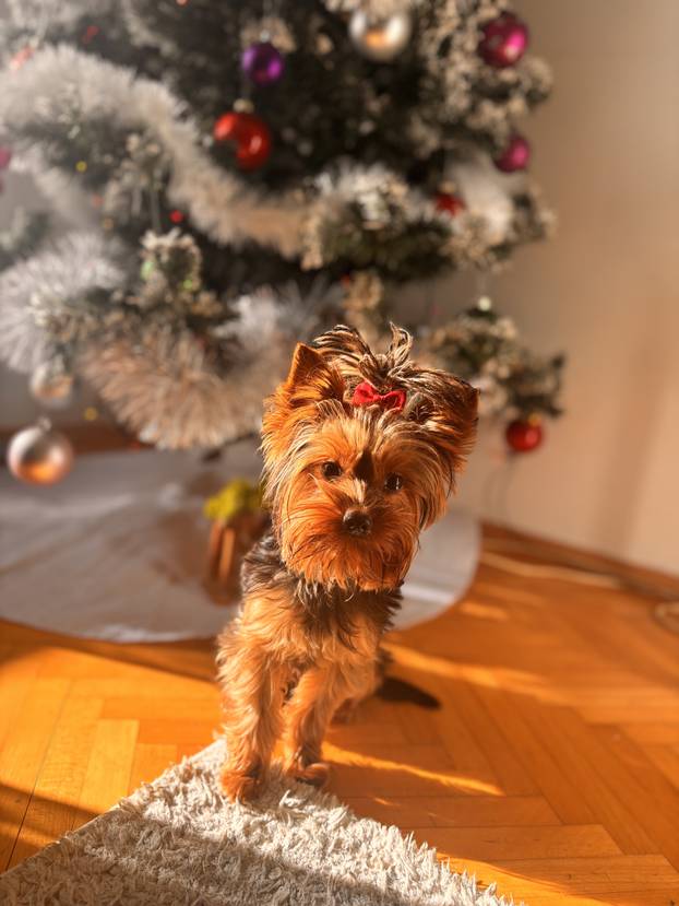 SUPER FOTKE vaših ljubimaca! Neki bi mogli biti viralni hit, ali svi su jednostavno neodoljivi