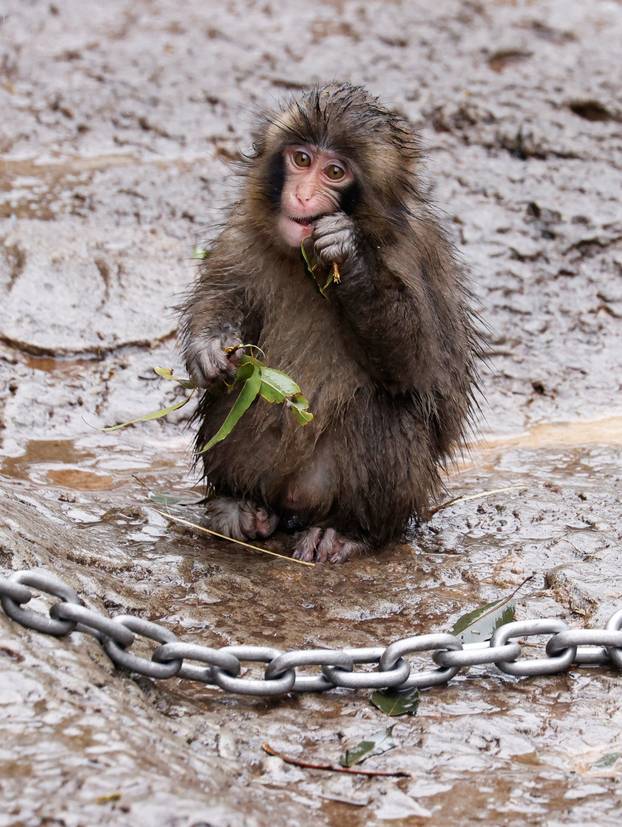 Punch, a Japanese macaque known for clinging to a stuffed orangutan, chews on tree leaves at Ichikawa City Zoo in Ichikawa