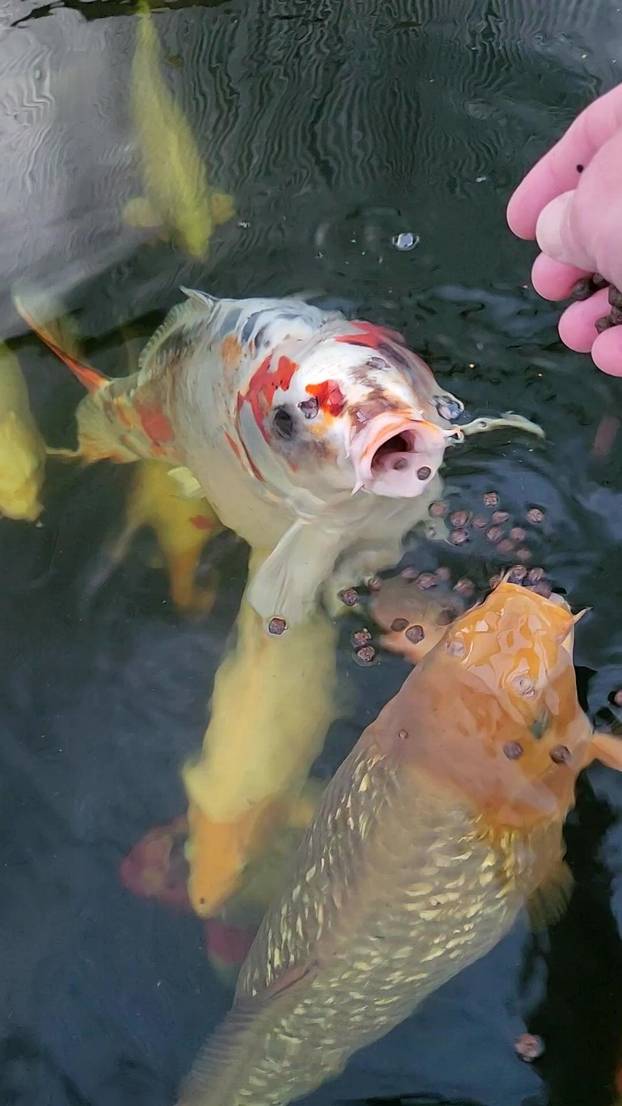 They’re hooked! Family-of-three baffled by pet fish because he has human face