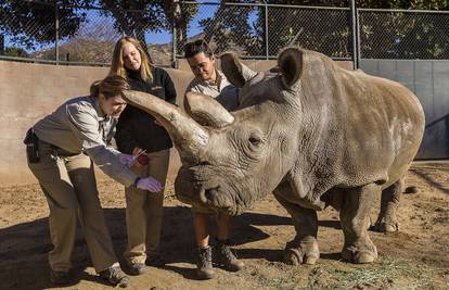 Ostala samo tri: Uginula ženka sjevernog bijelog nosoroga
