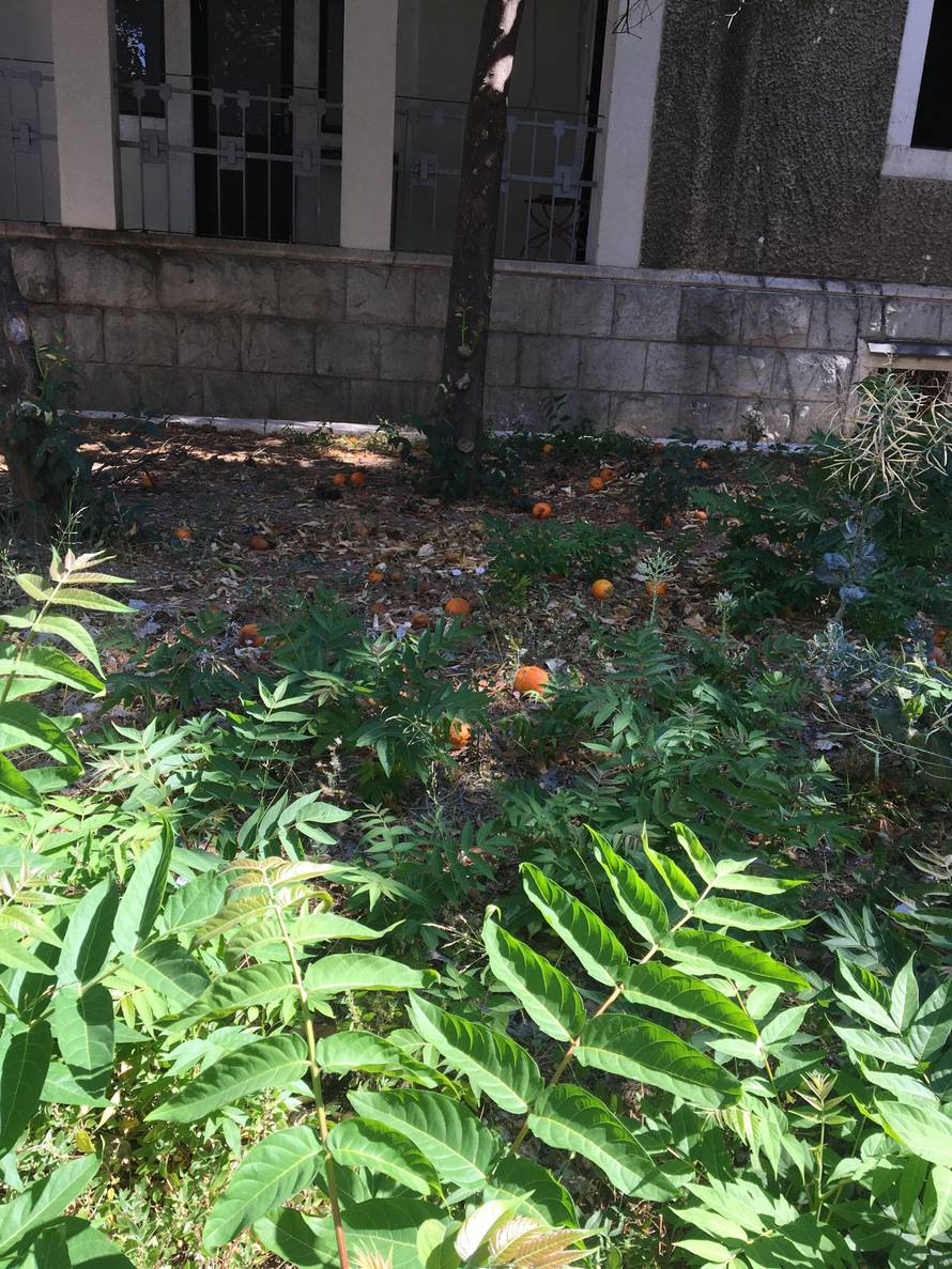 Kerumov program je: Vatajte se motike, ajmo ća zaorat polje... A raštika mu je zarasla u korov