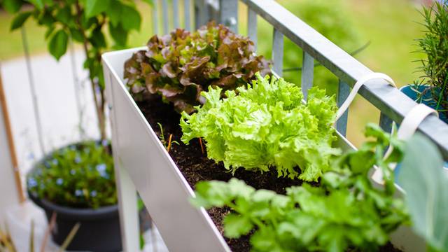 Umjesto cvijeća na balkonu posadite zelenu, hrskavu salatu