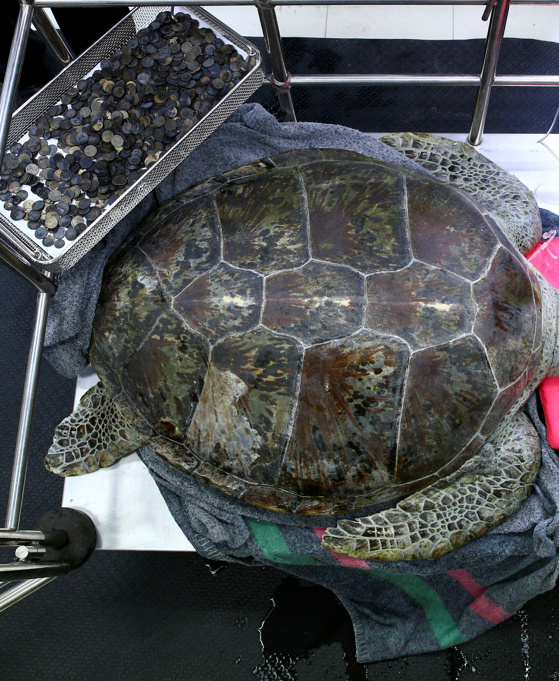 Omsin, a 25 year old femal green sea turtle, rests next to a tray of coins that were removed from her stomach at the Faculty of Veterinary Science, Chulalongkorn University in Bangkok