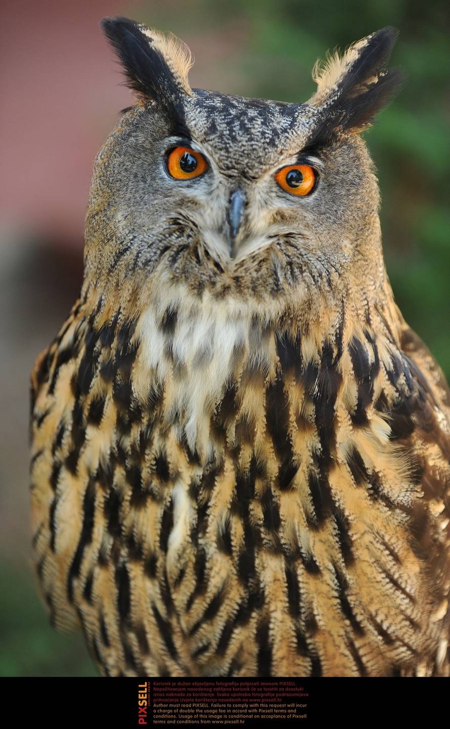 Hrvoje Jelavić/Pixsell