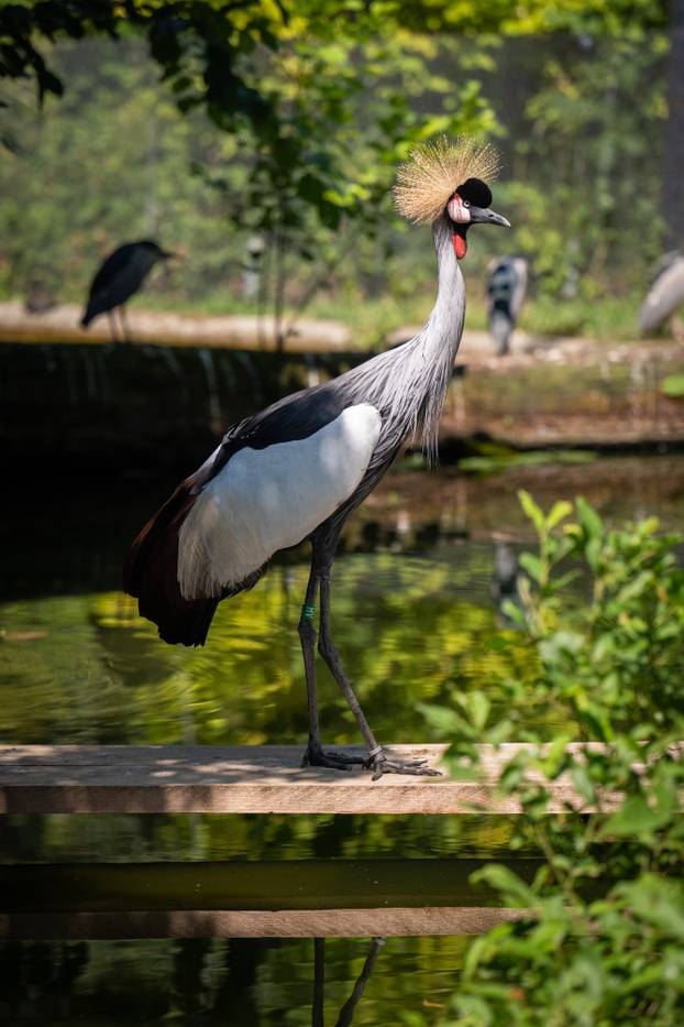Zagreb: Životinje u Zoološkom vrtu odmaraju tijekom vrućina