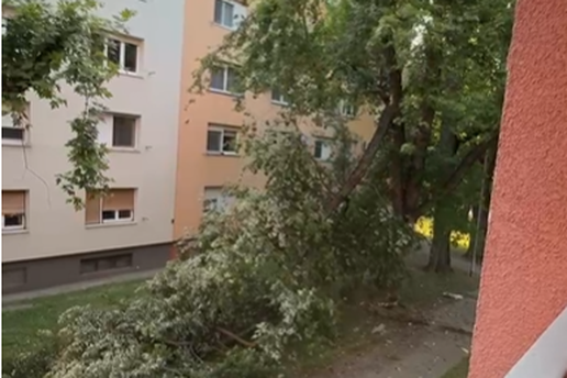 VIDEO Palo staro granje stabla u Osijeku, za sve je kriv vjetar