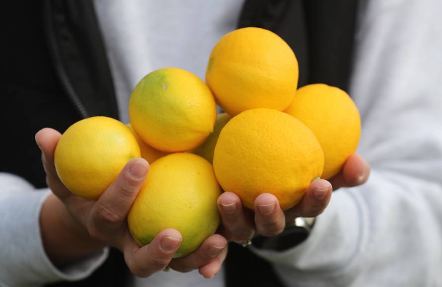 Berba agruma u Opuzenu