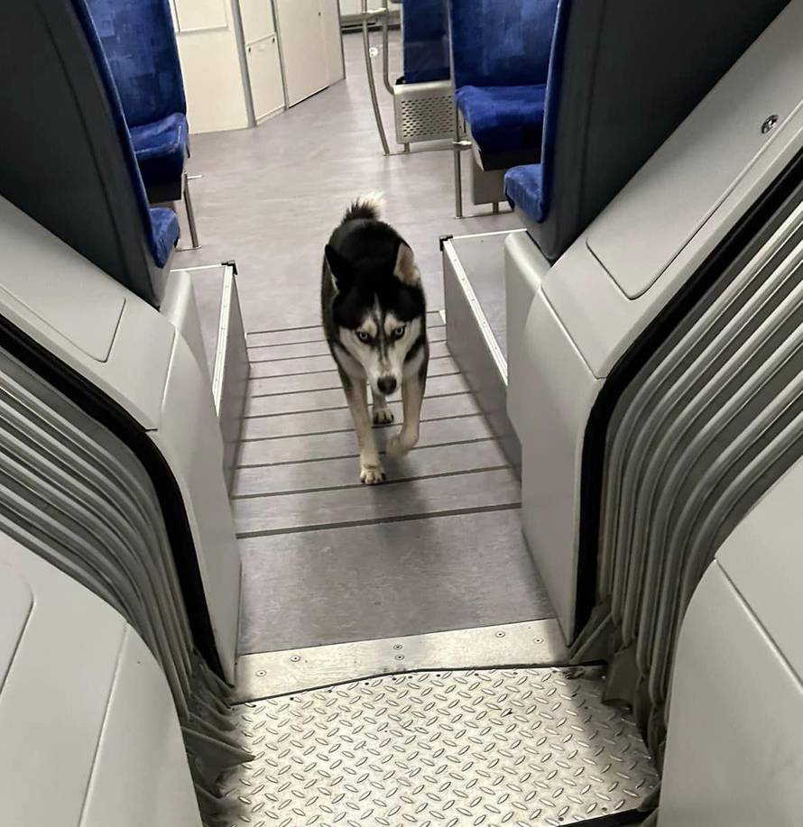 Traži se vlasnik: Haski se ukrcao na vlak pa je sišao u Dugoj Resi