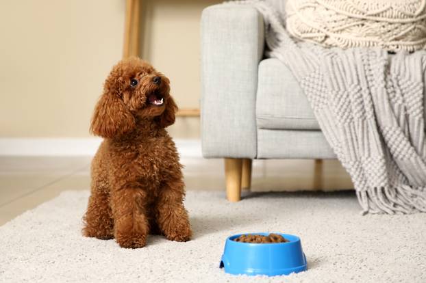 Cute,Toy,Poodle,Dog,With,Bowl,Of,Food,Near,Sofa