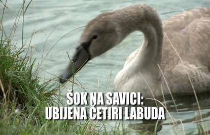 Divljaštvo: Četiri labuda ubijena na jezerima u Zagrebu 