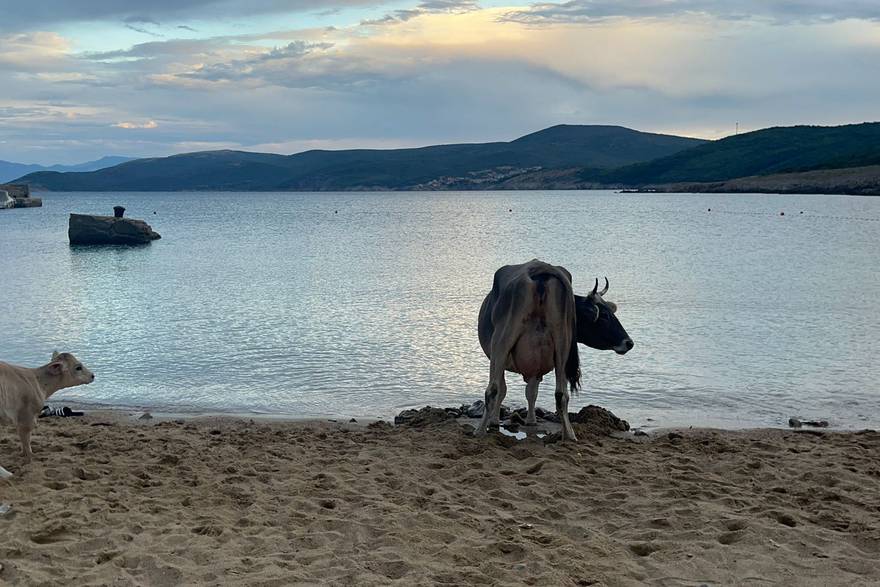 Neobični kupači posjetili plažu na Krku: 'Krava se htjela osvježiti, a govedo se veselilo'