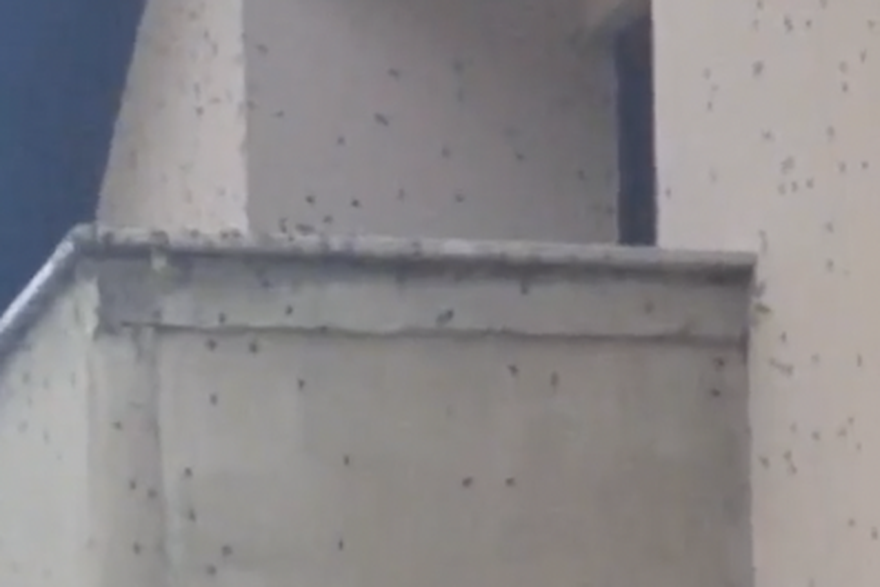 Najezda smrdljivih martina