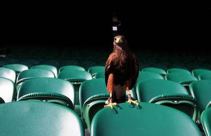 Teren na Wimbledonu sokol brani od golubova