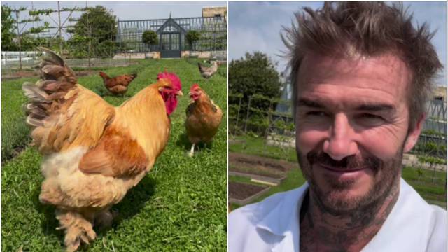 VIDEO Beckham ima novi hobi: Postao je farmer i uzgaja kokoši