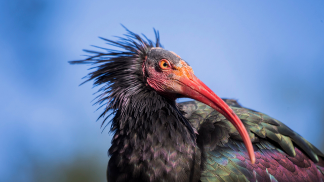 Ženka ćelavog ibisa 'Gipsy' doletjela u dolinu Neretve