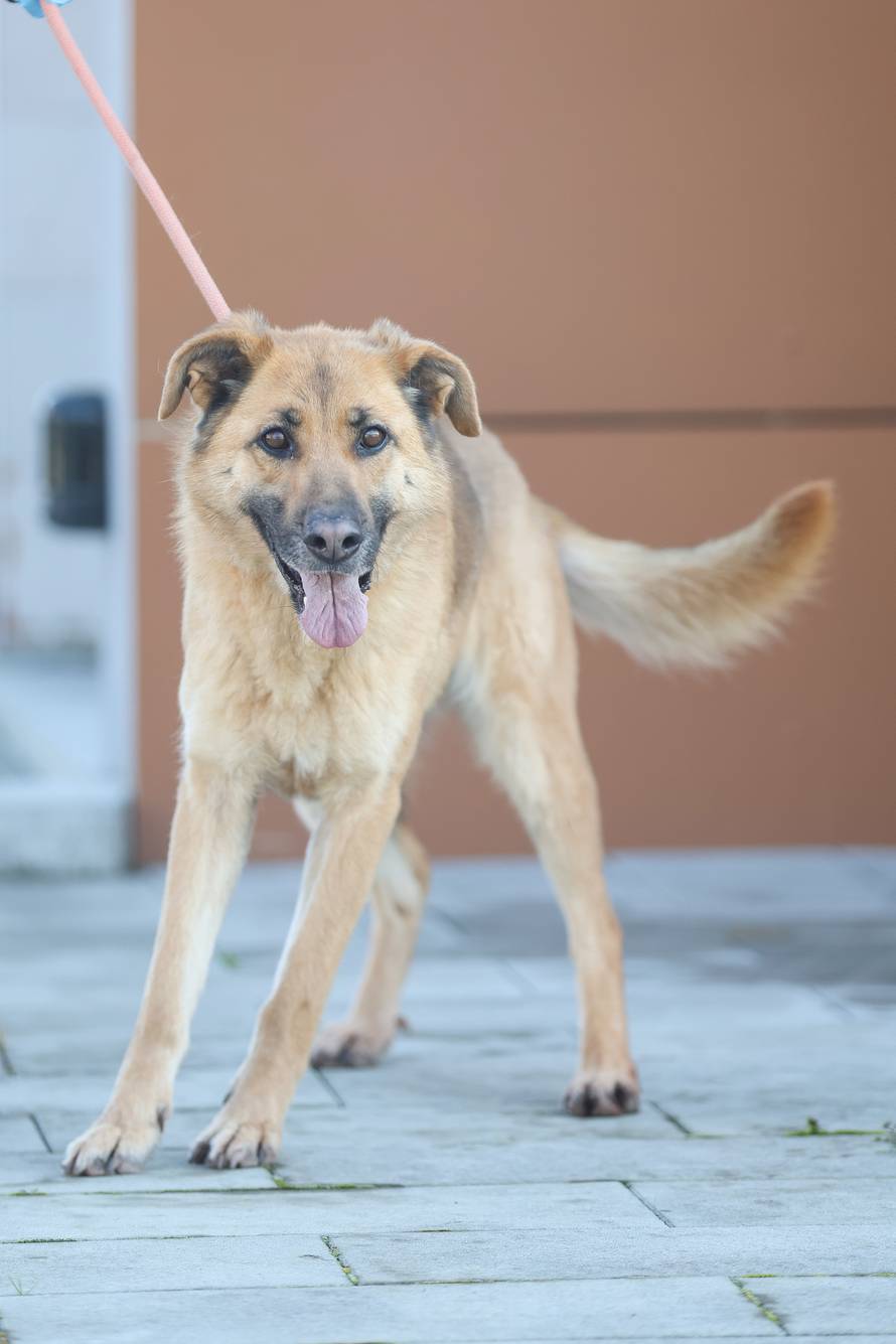 24sata Zagreb: Psi iz Dumovca 