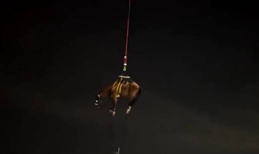 VIDEO Ma je li to leteći konj?! U Kaliforniji helikopterom izvlačili konja koji je zapeo nakon pada