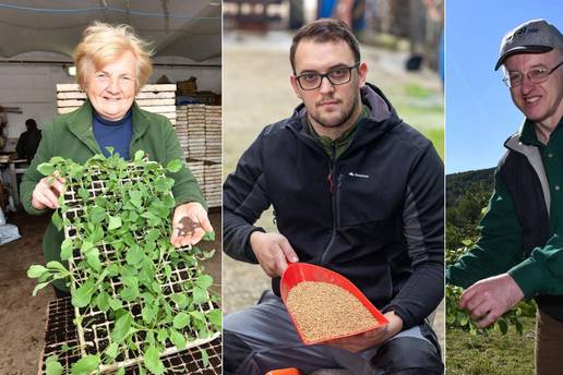 Marija čuva sjeme varaždinskog zelja, obitelj Bellini pšenicu, a Petar je zaljubljen u kruške