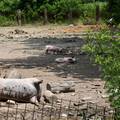 Afrička svinjska kuga na 97 gospodarstava, najavljeno obeštećenja proizvođačima