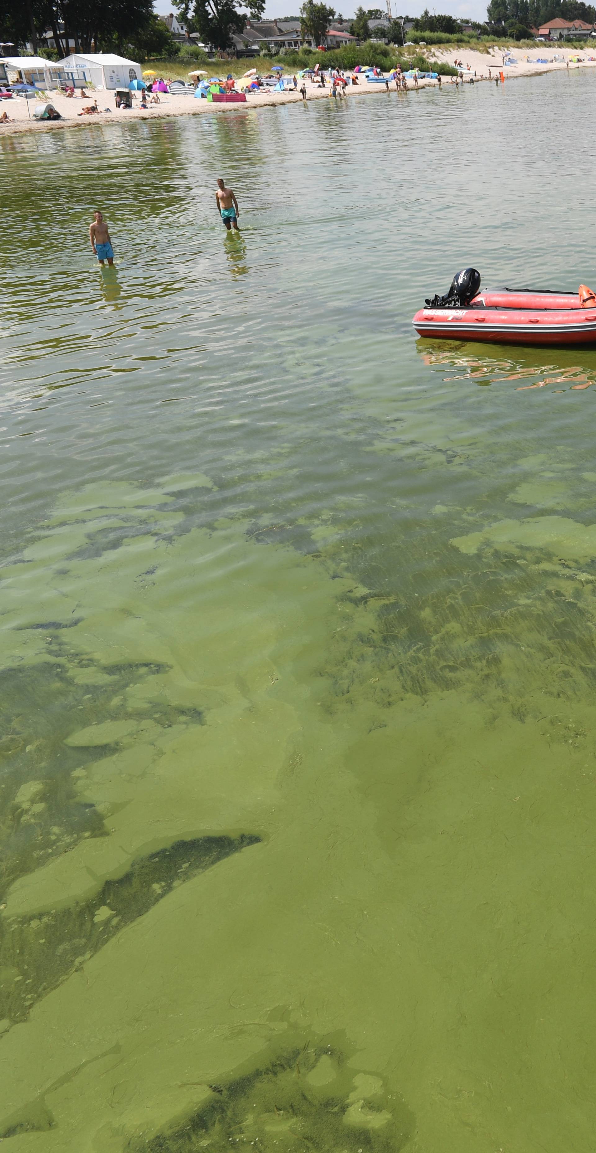 Green algae in Lubmin
