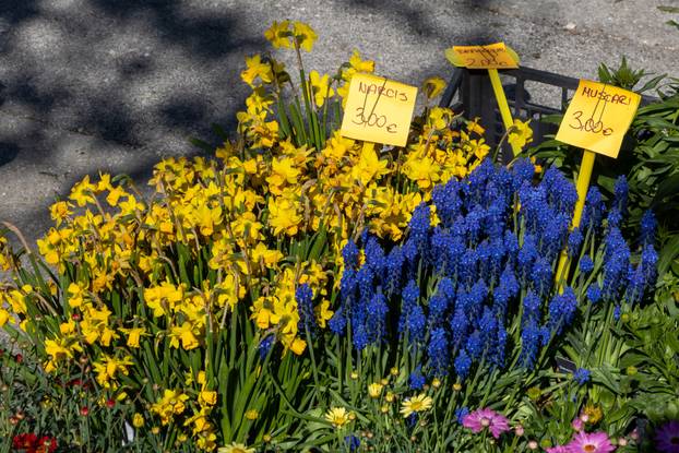 Svetivinčenat: Fešta od Rožic