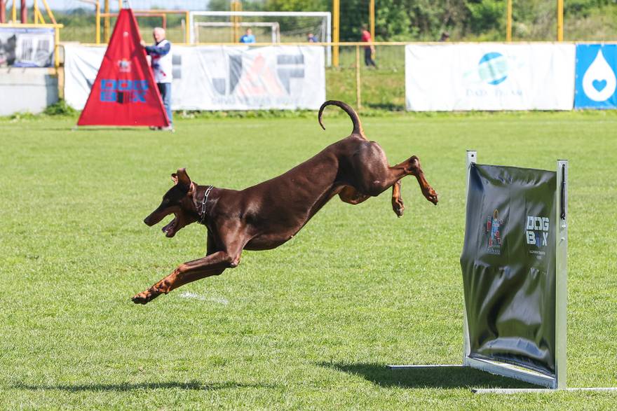 Međunarodna izložba natjecanje dobermana u Kurilovcu