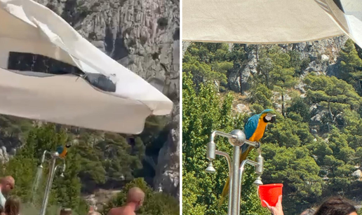 VIDEO Egzotični papagaj na plaži u Omišu: 'Odjednom se pojavio i nadgledao kupače'