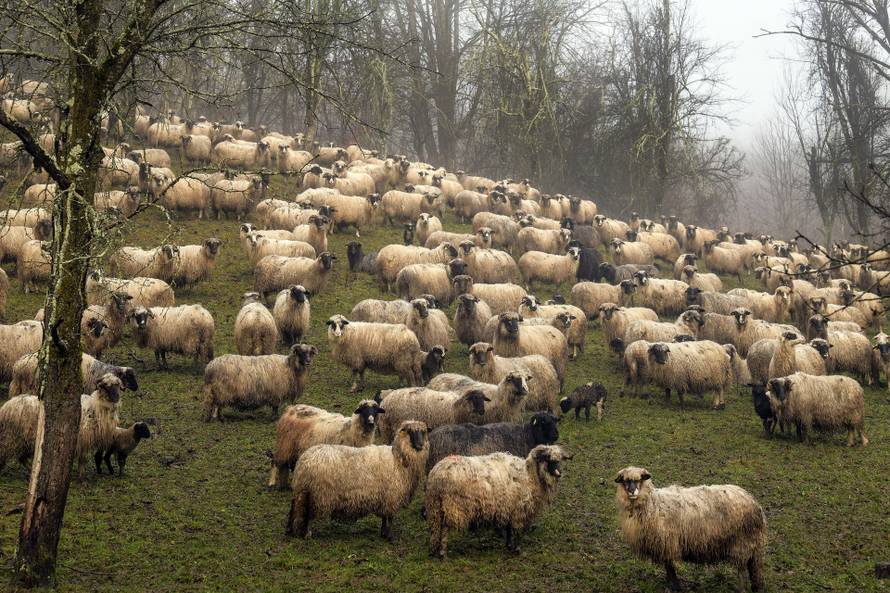 'Kuća mi je ostala čitava, a ovce su se uznemirile prije potresa'