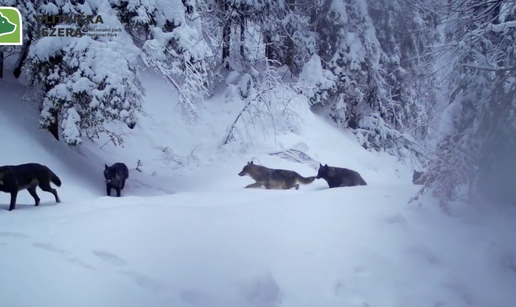 Spektakularna snimka: &Ccaron;opor vukova u &scaron;umi na Plitvicama