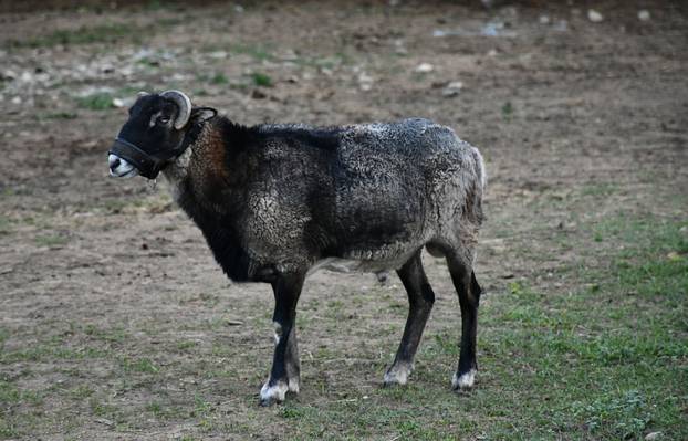 FOTO Kokoši, peseki, konji... Evo što sve skriva Enin ranč pun ljubavi: 'Oni su moji ljubimci!'