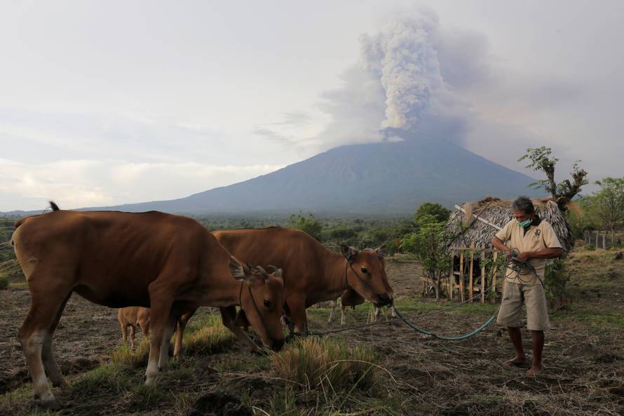 A farmer walks with his cattle as Mount Agung volcano erupts in the background in Karangasem, Bali