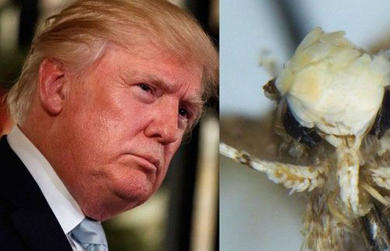 Nazvali ga Trump: Našli moljca zlatne kose i s 'mini' penisom